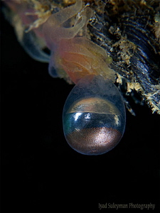 Egg of Jellyfish by Iyad Suleyman 